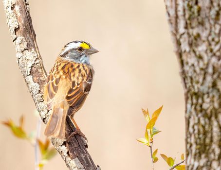 White throated sparrow perched on a tree in Michigan