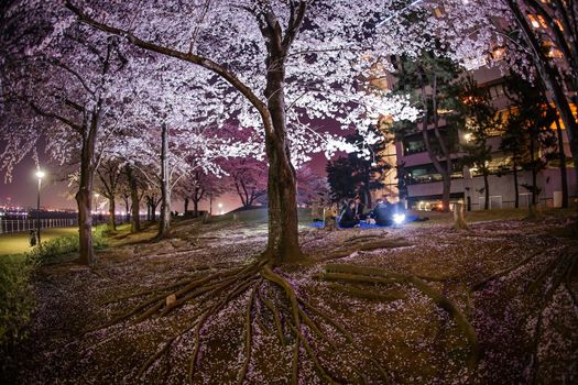 Yokohama Minato Mirai Night Sakura. Shooting Location: Yokohama-city kanagawa prefecture
