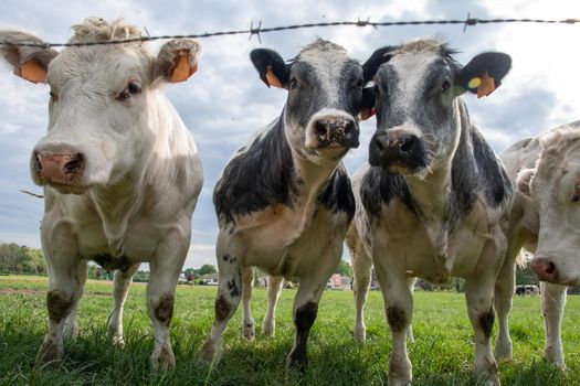 a group of beautiful multi-colored spotted black and white cows graze in a corral on green grass, a rural landscape in a village on the outskirts of the city, farming. High quality photo