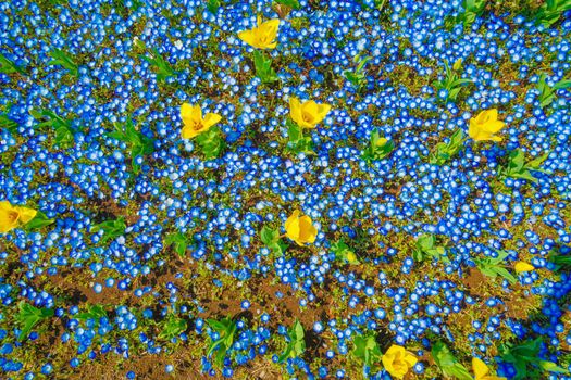 Nemophila and tulip flower bed (Kasai Rinkai Park). Shooting Location: Tokyo metropolitan area