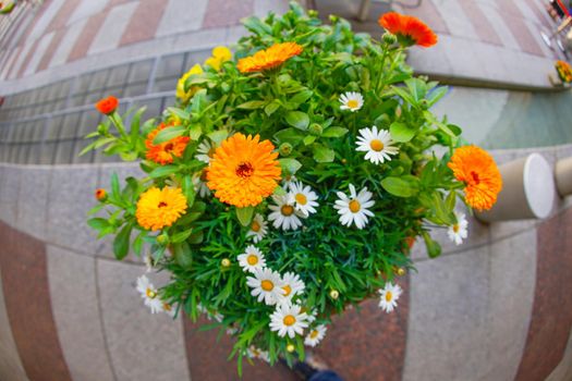 Flower image. Shooting Location: Tokyo metropolitan area