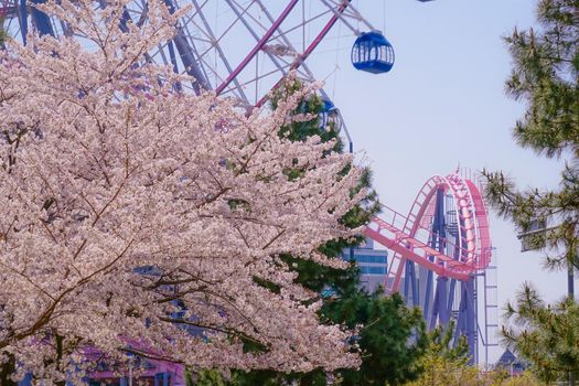 The city of full bloom and the city of Yokohama Minato Mirai. Shooting Location: Yokohama-city kanagawa prefecture