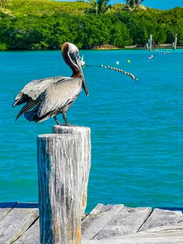 Pelicans pelican bird birds on port of the Isla Contoy island harbor with turquoise blue water in Quintana Roo Mexico.