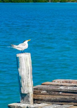 Seagull seagulls bird birds on port of the Isla Contoy island harbor with turquoise blue water in Quintana Roo Mexico.