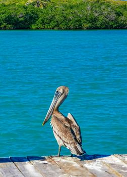 Pelicans pelican bird birds on port of the Isla Contoy island harbor with turquoise blue water in Quintana Roo Mexico.