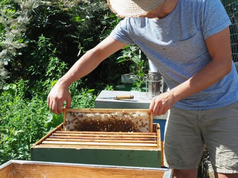 Beekeeper working with bees and beehives on the apiary. Beekeeping concept. Beekeeper harvesting honey Beekeeper on apiary.