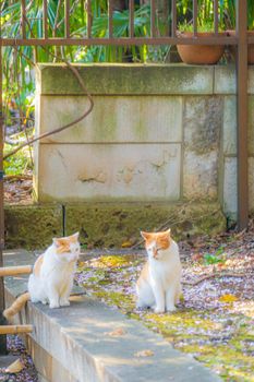 Image of Japanese Bobtail (Tiger Pattern). Shooting Location: Tokyo metropolitan area
