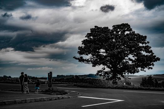 Seven Star trees and cloudy sky (Hokkaido Biei-cho). Shooting Location: Hokkaido Biei-cho