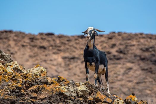 Typical Fuerteventura goats on the Fuerteventura Nature Trail GR 131 from Corralejo to Morro Jable in summer 2020