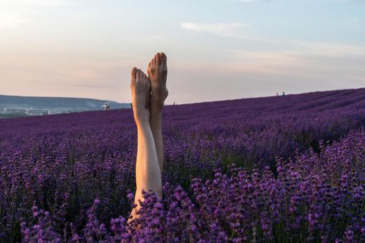 Selective focus. The legs of a girl stick out of the bushes, warm sunset light. Bushes of lavender purple in blossom, aromatic flowers at lavender fields of the French Provence near Valensole