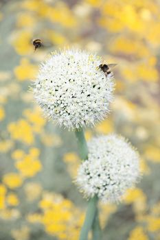 natural flower background, leek and onion inflorescence against blurred yellow curry flowers High quality photo