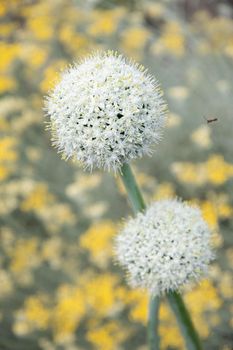 natural flower background, leek and onion inflorescence against blurred yellow curry flowers High quality photo