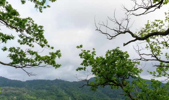 Mountain landscape with tree branches on the sides. Lazarevskoye, the end of a long route along the location of the Berendeyevo kingdom.