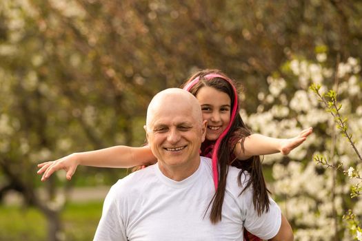 Grandfather And Granddaughter Walking the cherry trees.
