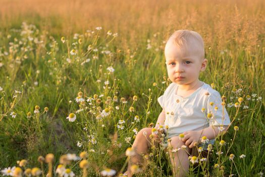 A little blond boy is sitting in the grass in a chamomile field. The concept of walking in nature, freedom and an environmentally friendly lifestyle.