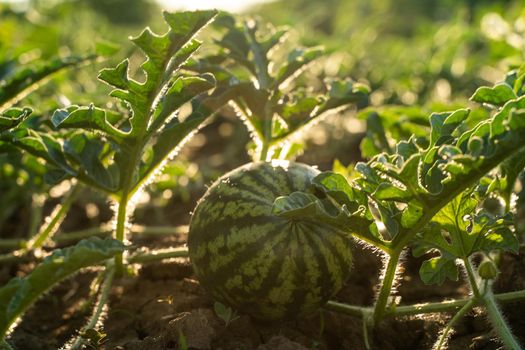 Watermelon grows on a green watermelon plantation in summer. Agricultural watermelon field