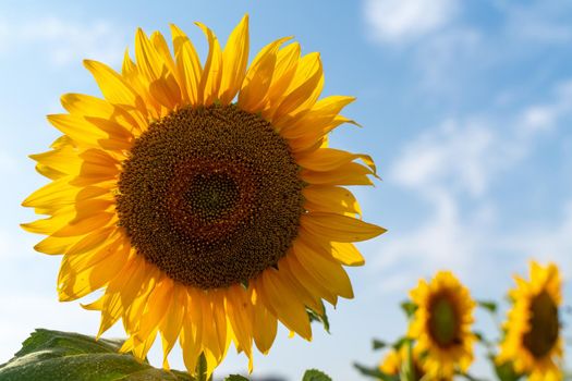 A large flower of a blooming sunflower against a blue sky. Sunflower cultivation