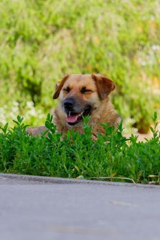 Chipping of animals. Dog with a sensor. The dog is saved from the heat in the grass.