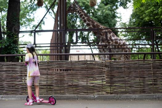 Cute little girl watching animals at the zoo on warm and sunny summer day. Child admiring zoo animals. Family time at zoo.