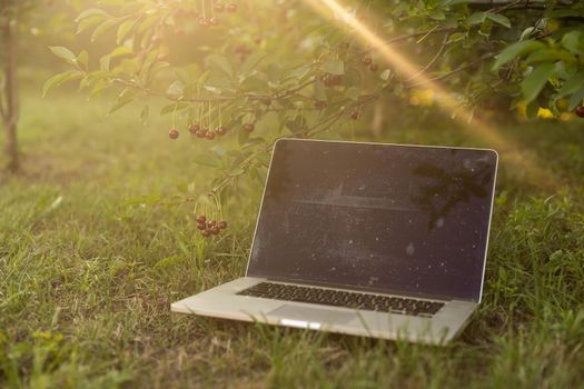 Laptop on green grass in park. Working outdoor.