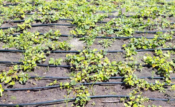Irrigation system for plants in a developed garden. Industrial theme. Green seedlings are grown in a drip system