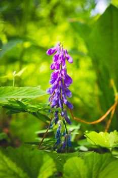 Beautiful flowers in the green grass. Flower close-up in the thicket. Summer meadow with flowering plants.