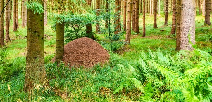 Huge anthill in a pine forest. Huge anthill in pine forest, Denmark