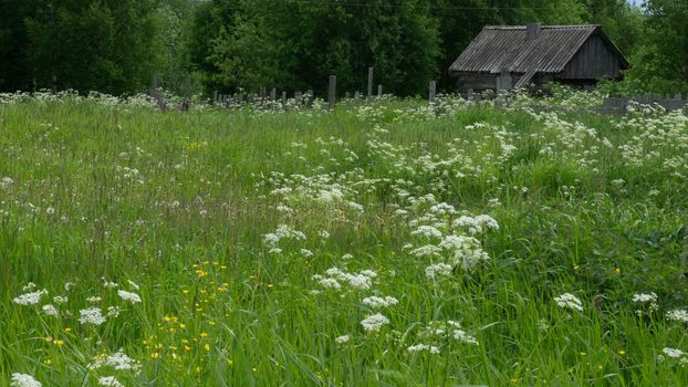 A small meadow in the village next to the house and the old bathhouse. Forbs, white flowers, green plants