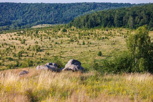 quartzite sandstone rocks on hill hear bicrch tree, surrounded with tall dry grass with distant green forest in blurry background at sunny daylight