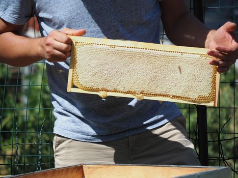 Beekeeper working with bees and beehives on the apiary. Beekeeping concept. Beekeeper harvesting honey Beekeeper on apiary.