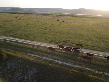 Flying over a small herd of cattle cows walking uniformly down farm road on the hill. Black, brown and spotted cows. Top down aerial view of the countryside on a sping sunset. Idyllic rural landscape