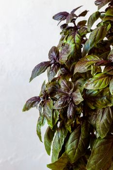 red basil plant over the light grey background, vertical photo, side view, copy space