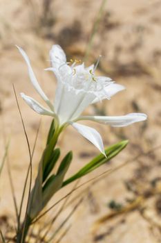 White pankration maritime flower close up.