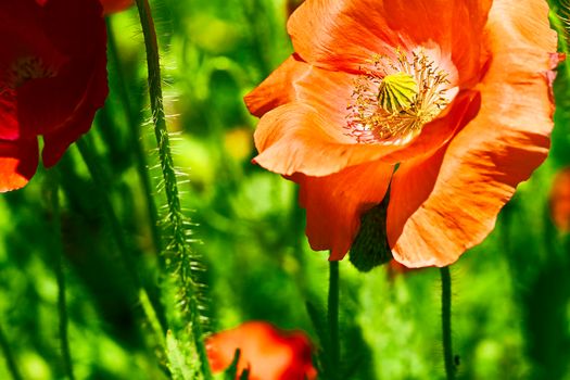 a herbaceous plant with showy flowers, milky sap, and rounded seed capsules. Many poppies contain alkaloids and are a source of drugs such as morphine and codeine. Red scarlet poppies close-up