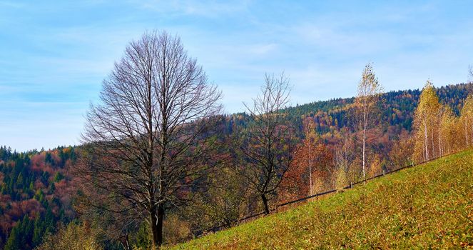 Autumn is one of the four temperate seasons. Outside the tropics, autumn marks the transition from summer to winter.Golden autumn in the mountains with birches and green firs and a rural pasture