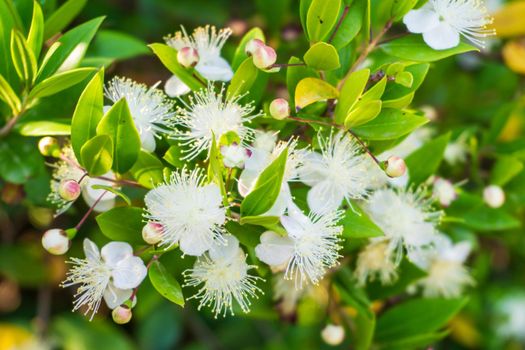 Blooming myrtle branches with small white flowers close up
