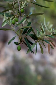 olive branch with green unripe olives, selective focus