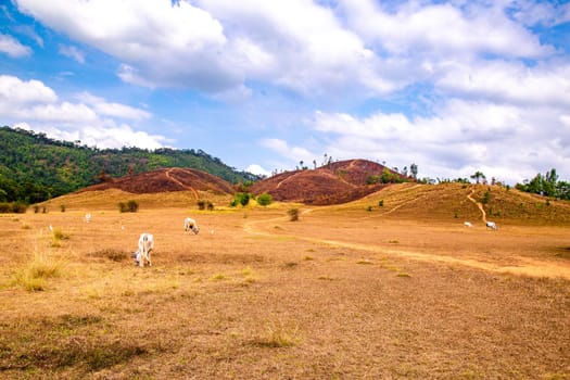 Phu Khao Ya, also called bald hills in Ranong, Thailand. High quality photo