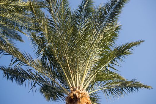 Tall palm trees growing on an exotic tropical island on background of bright blue sky. Natural background.