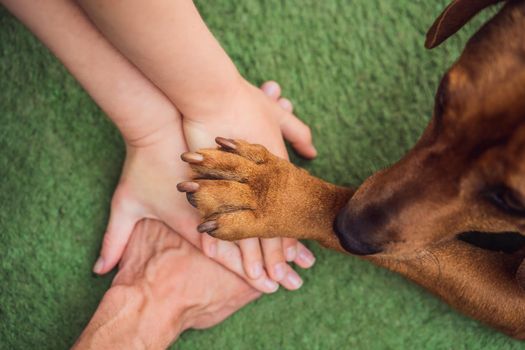 Human hands and dog paw as a team. Fight for animal rights, help animals.