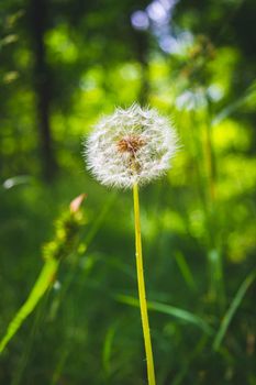 Beautiful flowers in the green grass. Flower close-up in the thicket. Summer meadow with flowering plants.