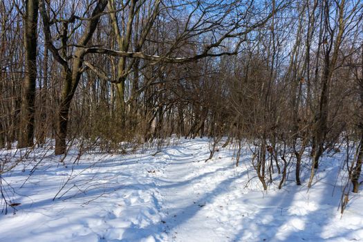 A path in the snow in the middle of a winter forest.