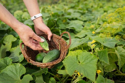 Harvesting cucumbers in the garden. The girl collects cucumbers in a wooden basket