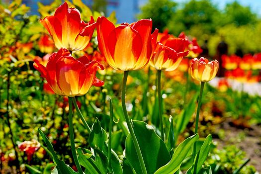 a bulbous spring-flowering plant of the lily family, with boldly colored cup-shaped flowers. High quality photo