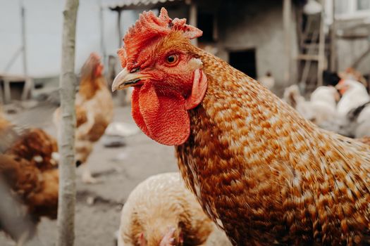 Beautiful close-up chicken on home farm. Livestock, housekeeping organic agriculture concept. Hen with red scallop looking to camera. High quality photo