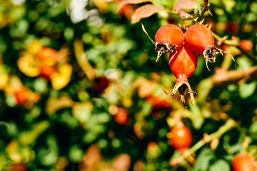 The fruit of a rose, especially a wild kind. Red healthy rose hips for tea and tincture, filled with vitamins and microelements