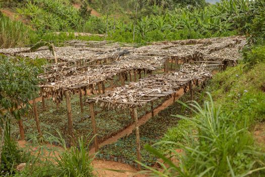 Top view of plantation of seedlings under wooden racks to protect them against rain and sun