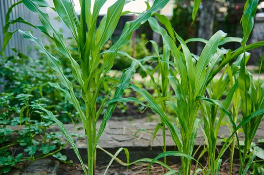 Young corn sprouts growing in rows in the organic open field. Selective focus. Agricultural crops in the eco farm. Horticulture. Agronomy. Agribusiness