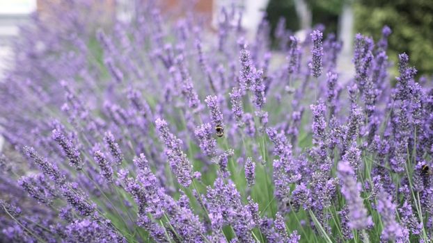 Flying bumble-bee gathering pollen from lavender blossoms. Close up Slow Motion. Beautiful Blooming Lavender Flowers swaying in wind. Provence, South France, Europe. Calm Cinematic Nature Background.