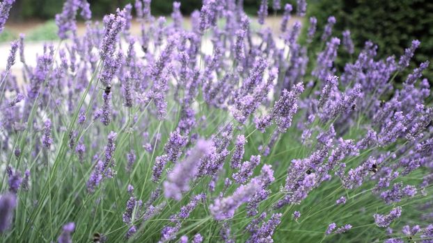 Flying bumble-bee gathering pollen from lavender blossoms. Close up Slow Motion. Beautiful Blooming Lavender Flowers swaying in wind. Provence, South France, Europe. Calm Cinematic Nature Background.